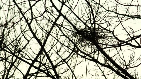 Magpie nest 4