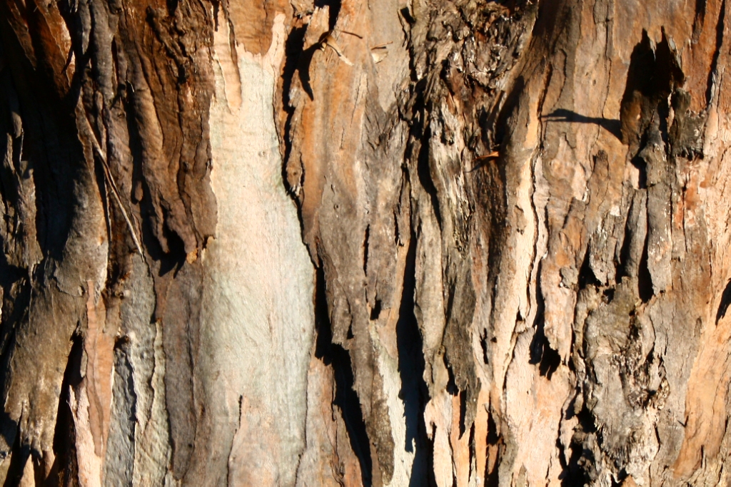 Telopea Park - Tree Bark